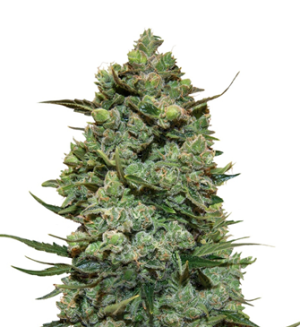 1741760705387.png 1741760705387.png