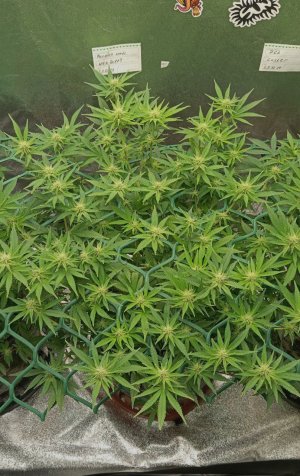 photo_2025-03-12_15-39-13 (2).jpg