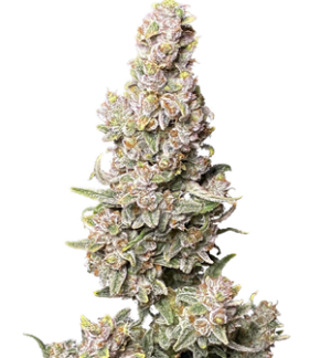 1741844999125.png 1741844999125.png