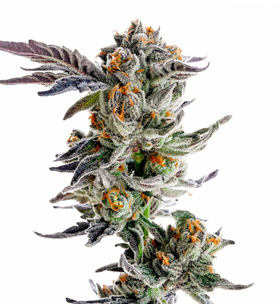 1742025595115.png 1742025595115.png