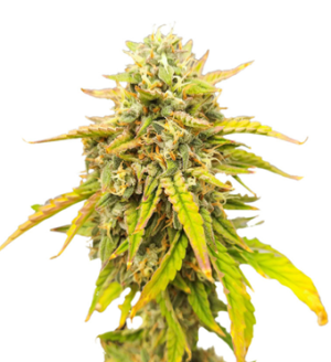 1742025599418.png 1742025599418.png