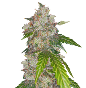 1742038665994.png 1742038665994.png