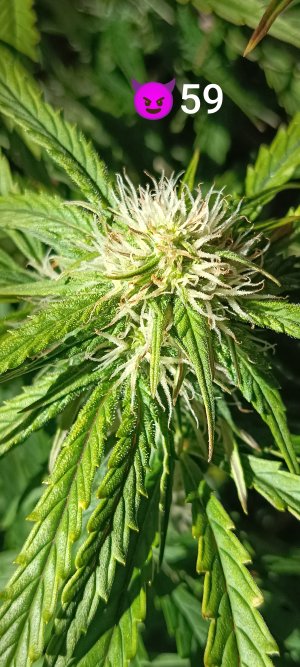 IMG_20250316_141204.jpg IMG_20250316_141204.jpg