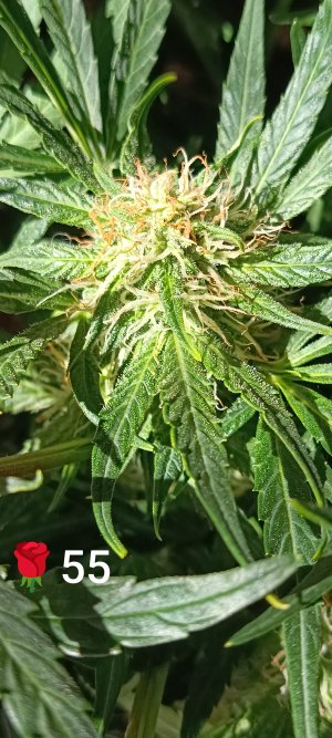 IMG_20250316_141250.jpg IMG_20250316_141250.jpg