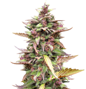 1742122038463.png 1742122038463.png