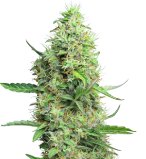 1742139720228.png 1742139720228.png