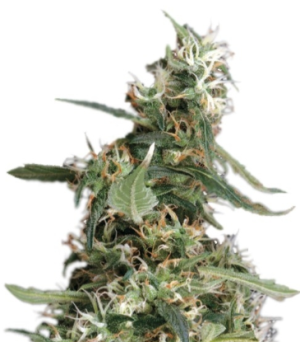 1742151561820.png 1742151561820.png