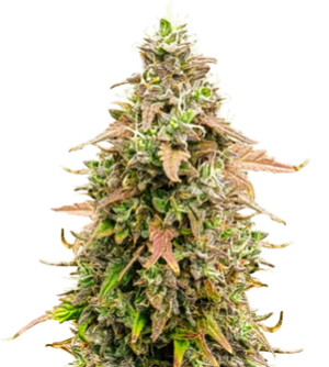 1742198841868.png 1742198841868.png