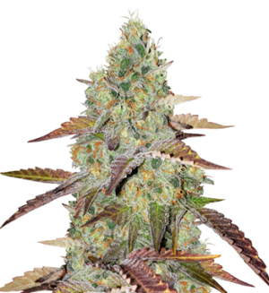 1742316578793.png 1742316578793.png