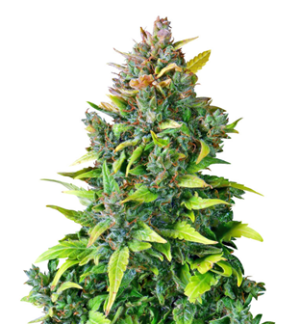 1742374164382.png 1742374164382.png