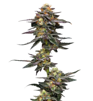 1742458189166.png 1742458189166.png