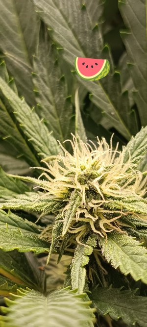 IMG_20250320_170833.jpg IMG_20250320_170833.jpg