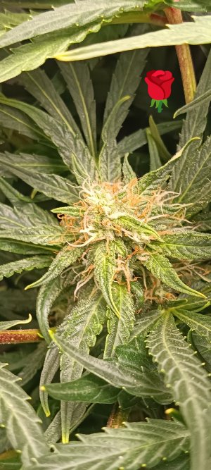 IMG_20250320_170751.jpg IMG_20250320_170751.jpg