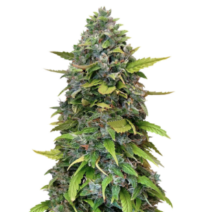 1742560784619.png 1742560784619.png