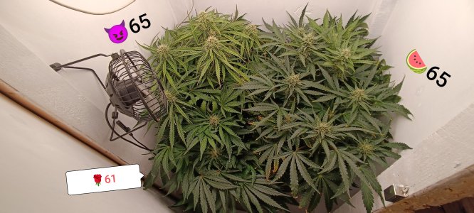 IMG_20250322_133719 (1).jpg IMG_20250322_133719 (1).jpg