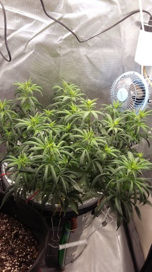 20250323_175242.jpg 20250323_175242.jpg