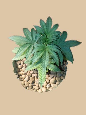 1000235757.jpg 1000235757.jpg