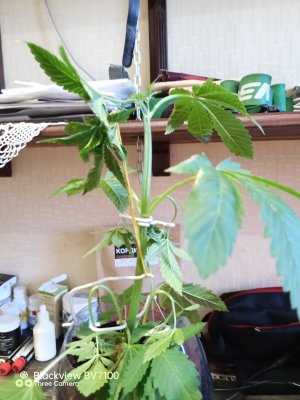 IMG_20250301_150701_582.jpg IMG_20250301_150701_582.jpg