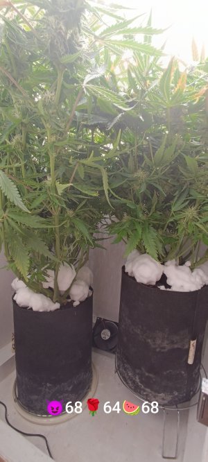 IMG_20250325_115214.jpg IMG_20250325_115214.jpg