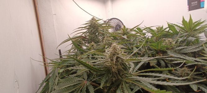 IMG_20250325_113927.jpg IMG_20250325_113927.jpg