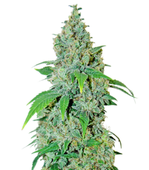 1742918111123.png 1742918111123.png