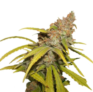 1742918134845.png 1742918134845.png