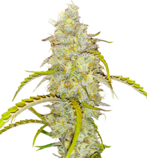 1742977266795.png 1742977266795.png