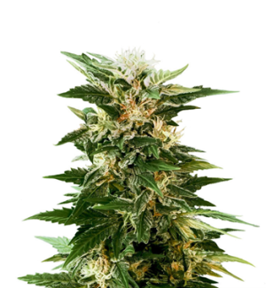 1743148093252.png 1743148093252.png