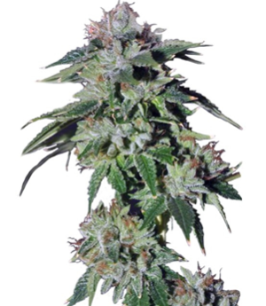 1743148096787.png 1743148096787.png