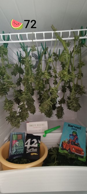 IMG_20250329_140115.jpg IMG_20250329_140115.jpg