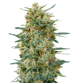 1743333162374.png 1743333162374.png