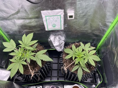 IMG_6195.jpeg IMG_6195.jpeg