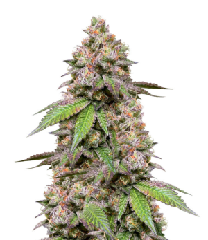 1743443504059.png 1743443504059.png