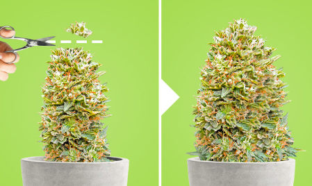 1743443602925.png 1743443602925.png