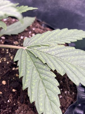 IMG_6204.jpeg IMG_6204.jpeg