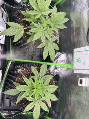 IMG_6215.jpeg IMG_6215.jpeg