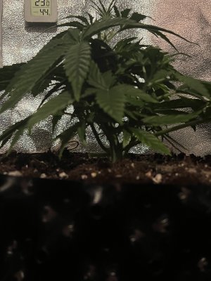 IMG_6259.jpeg IMG_6259.jpeg