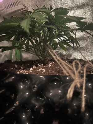 IMG_6258.jpeg IMG_6258.jpeg