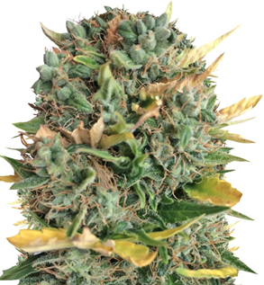 1744013829604.png 1744013829604.png