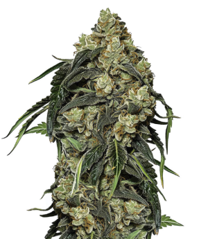 1744052423303.png 1744052423303.png