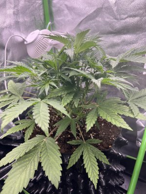 IMG_6322.jpeg IMG_6322.jpeg