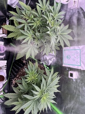 IMG_6339.jpeg IMG_6339.jpeg