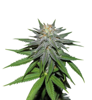 1744531923908.png 1744531923908.png