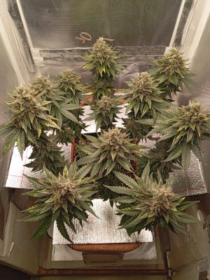 79 дн з.jpg 79 дн з.jpg