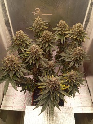 82 дн п.jpg 82 дн п.jpg