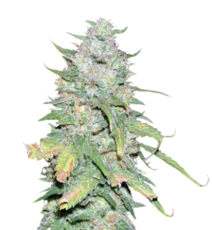 1744656135436.png 1744656135436.png