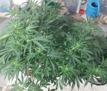 20250415_130210.jpg 20250415_130210.jpg