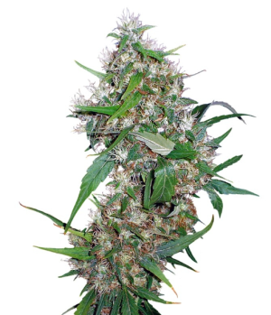 1744794289900.png 1744794289900.png