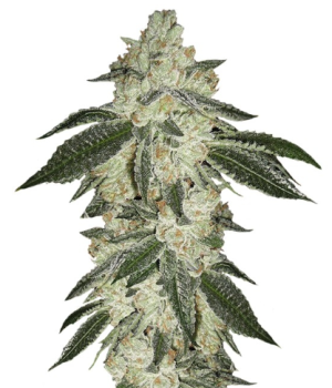 1744794460095.png 1744794460095.png