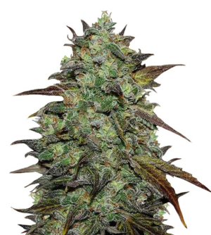 1744886377856.png 1744886377856.png